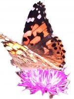 Butterfly on flower photo butterfly on flower